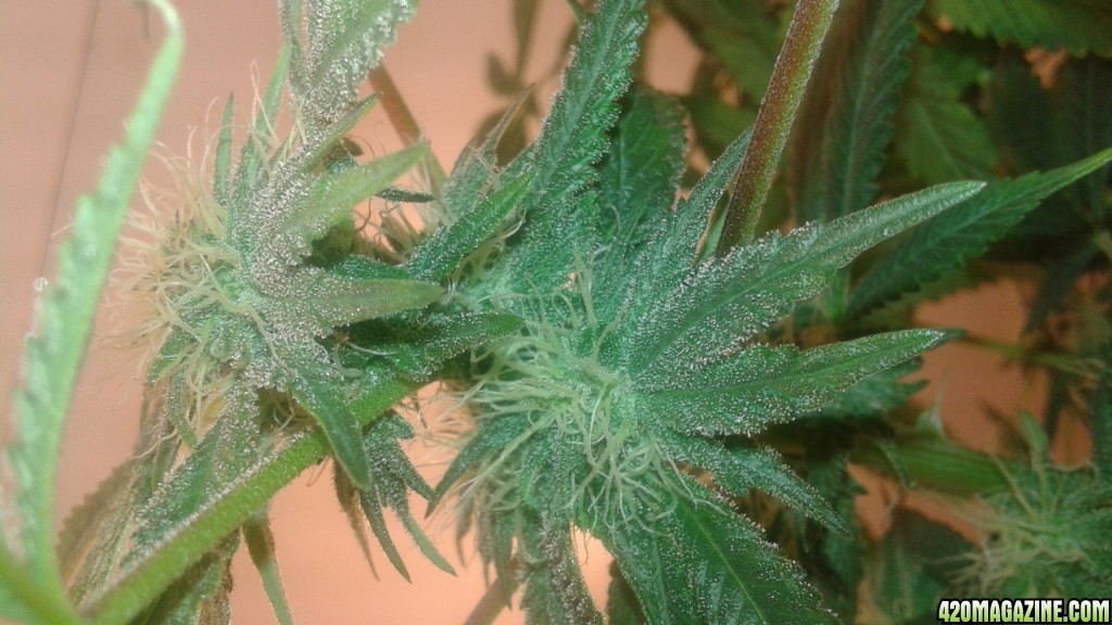 Flowering week 3