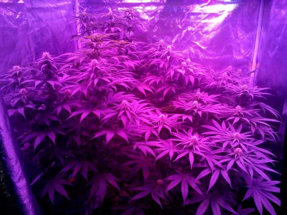 Flowering week 4