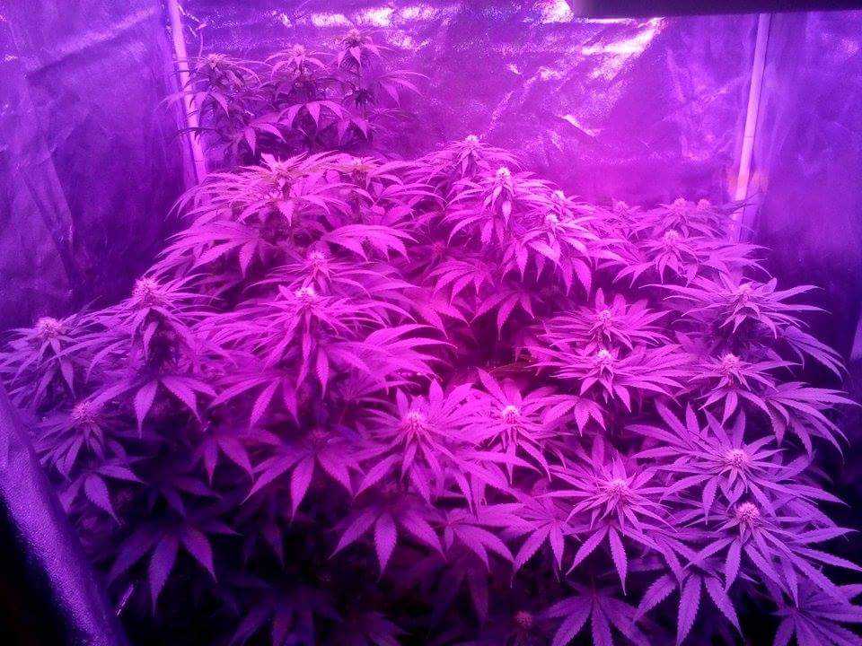 Flowering week 4