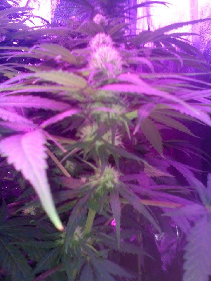 Flowering week 4