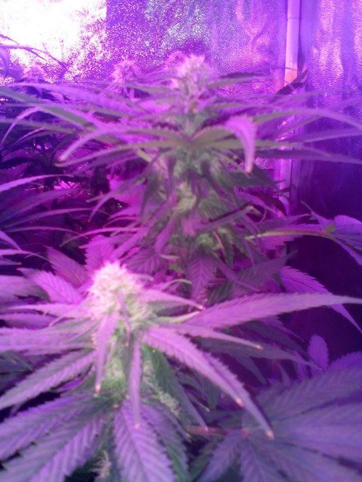 Flowering week 4