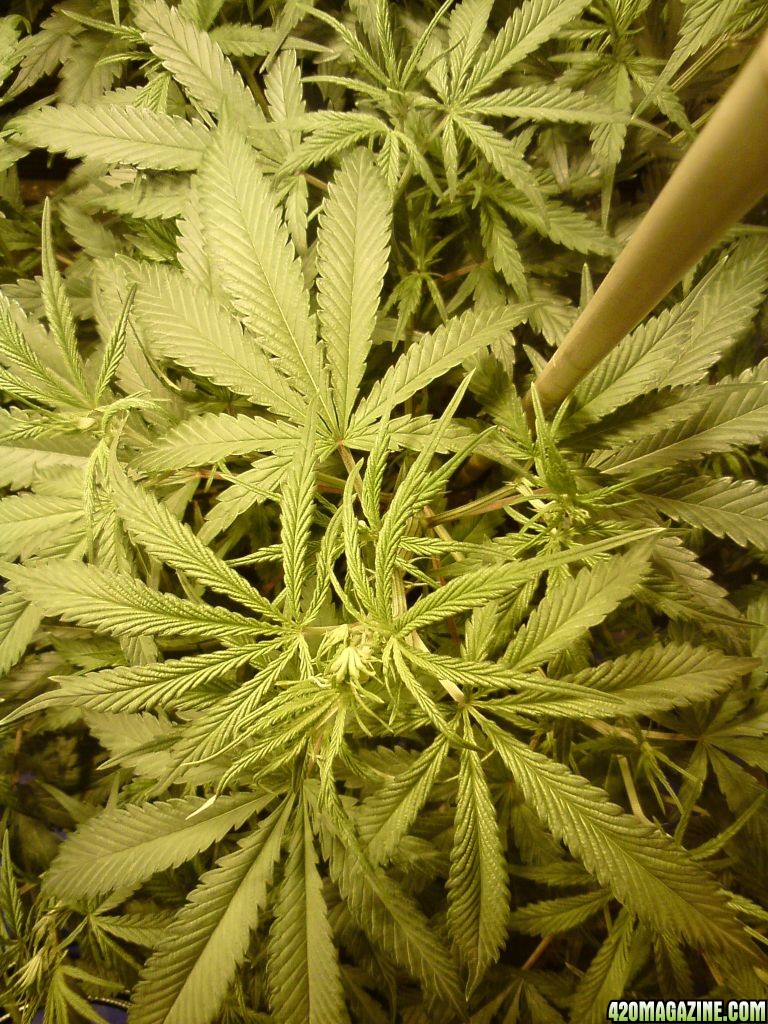 Flowering wk 1-2 (Cheese)