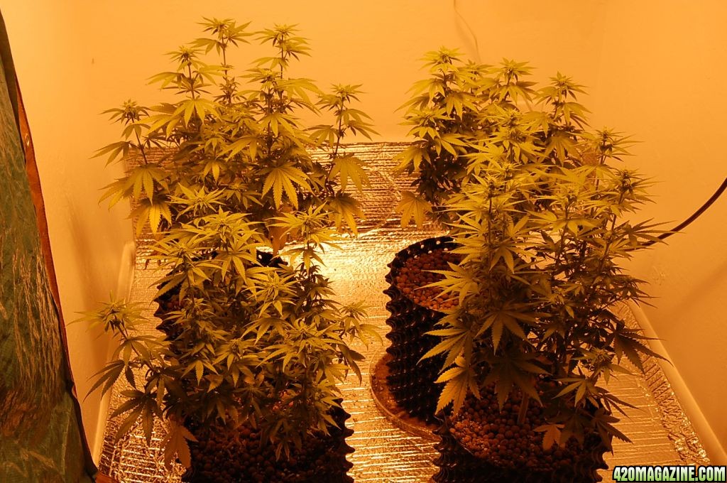 flowering_plants_under_1000w_hid