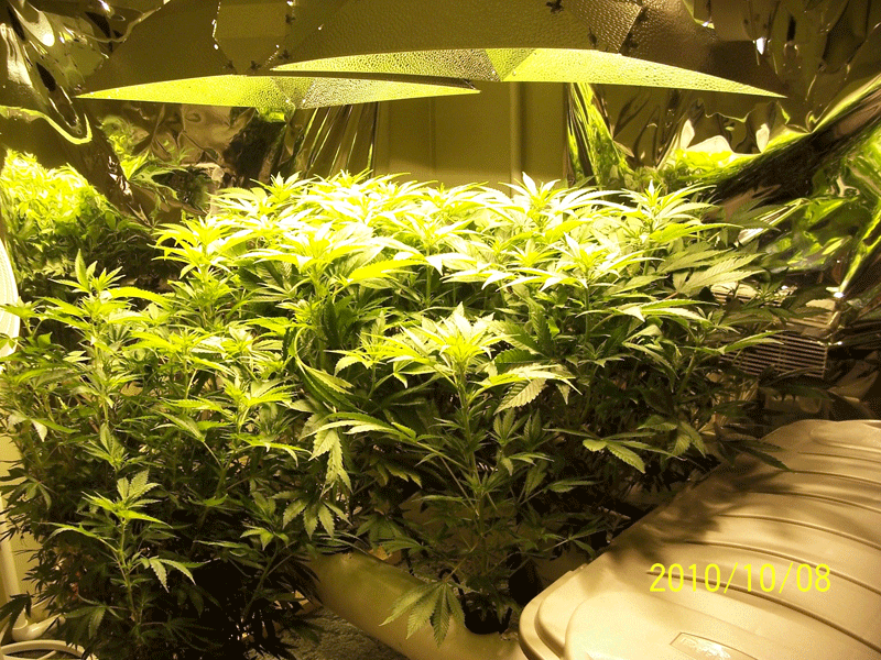 flwr_day12_nl