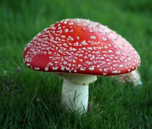 flyagaric.jpg