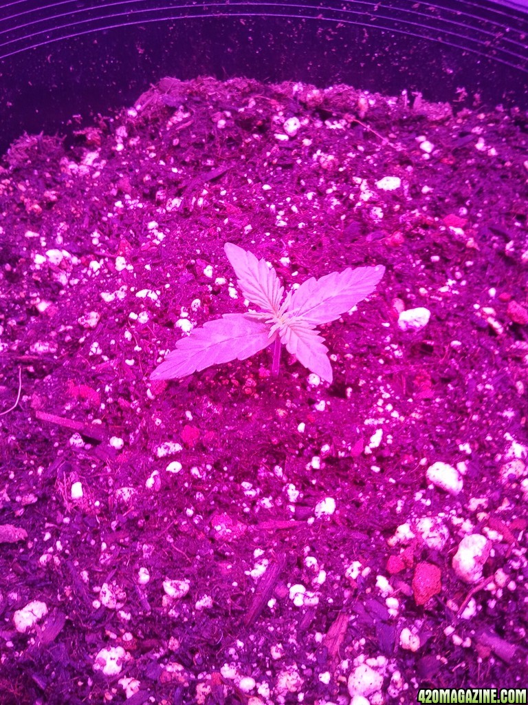 FNLA seedling Day11