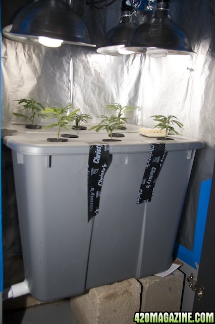 Fogponic experiment grow box