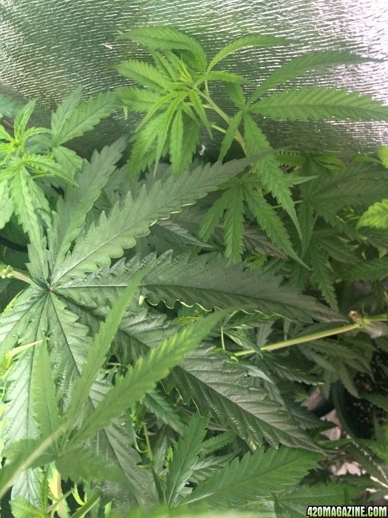 For help, I will have the possibility of flowering?