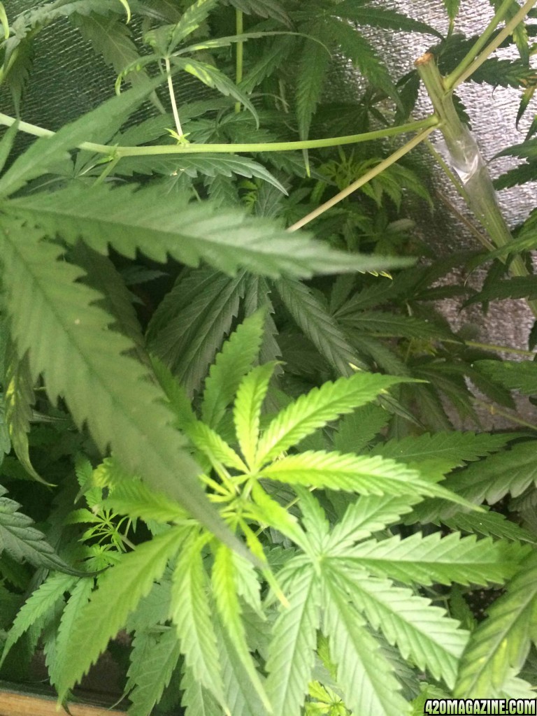 For help, I will have the possibility of flowering?