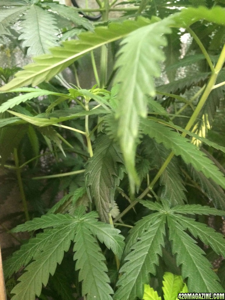 For help, I will have the possibility of flowering?