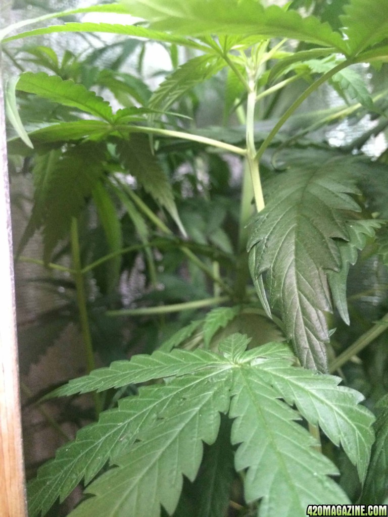 For help, I will have the possibility of flowering?