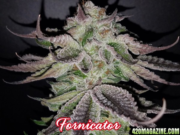 Fornicator - Breeder pic