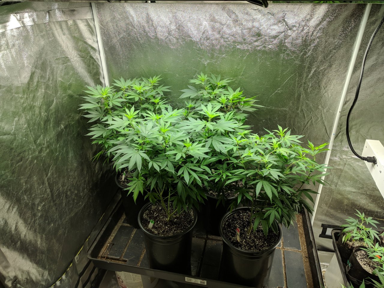 Four plants in 5 gals. Week 4 veg 2