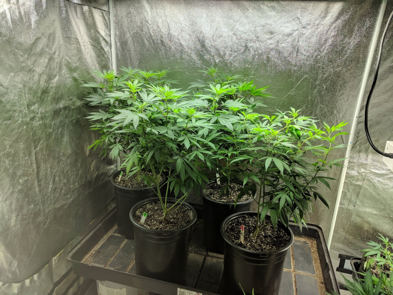 Four plants in 5 gals. Week 4 veg