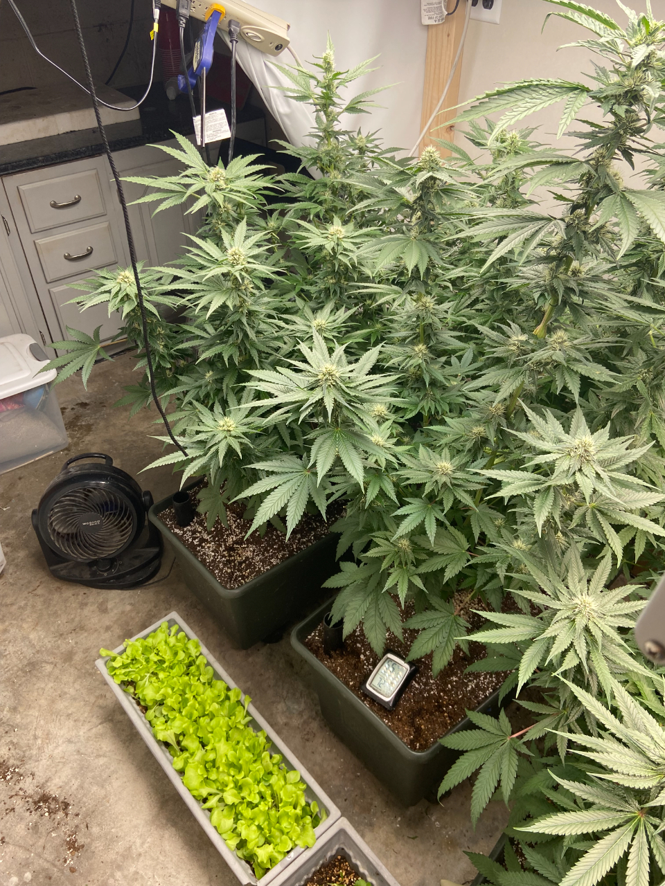 Four Weeks Flower Time