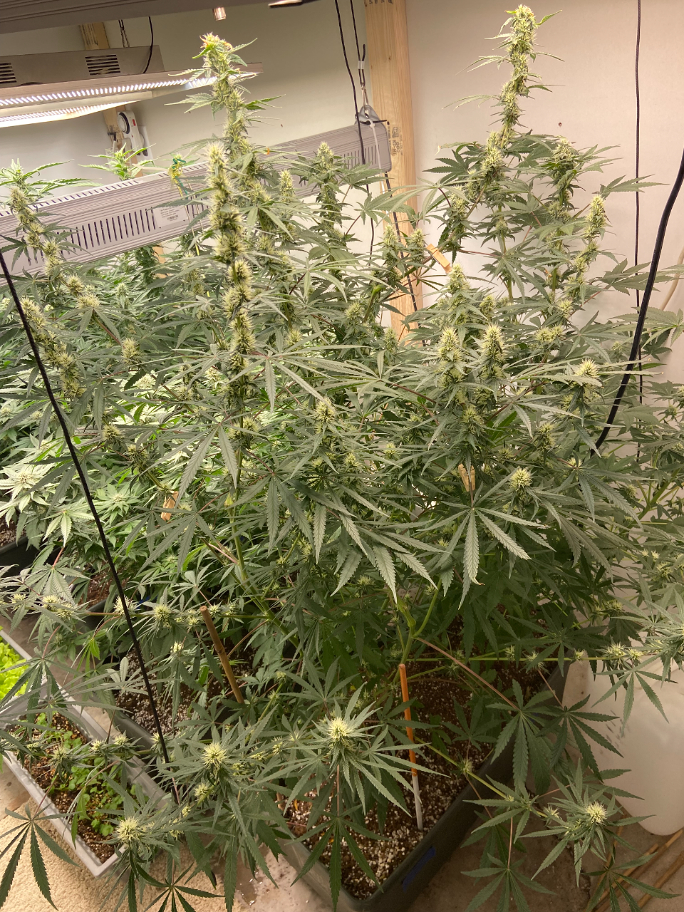 Four Weeks Flower