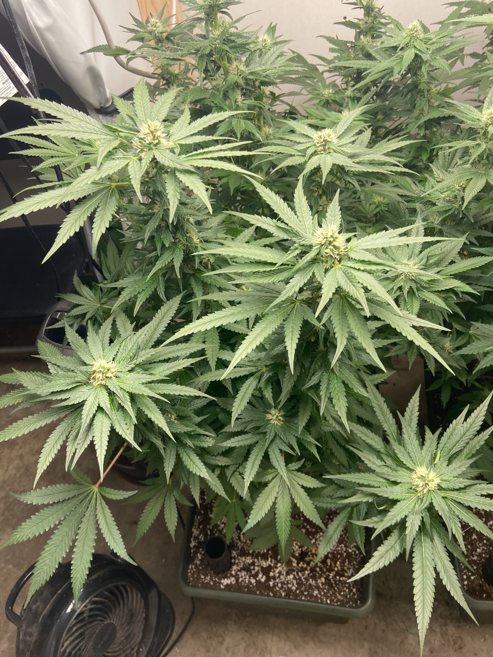 Four Weeks Flower