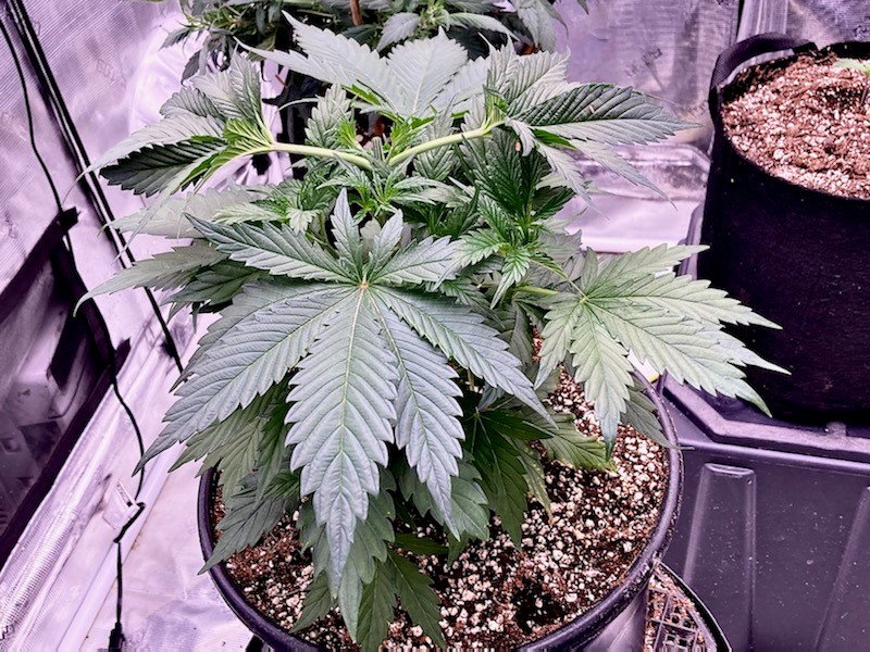 FPC #2 shorter plant topped above node 4.jpg