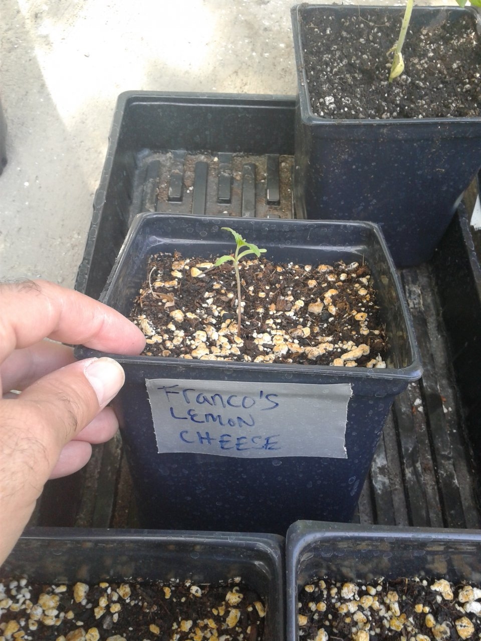 Franco's Lemon Cheese seedling