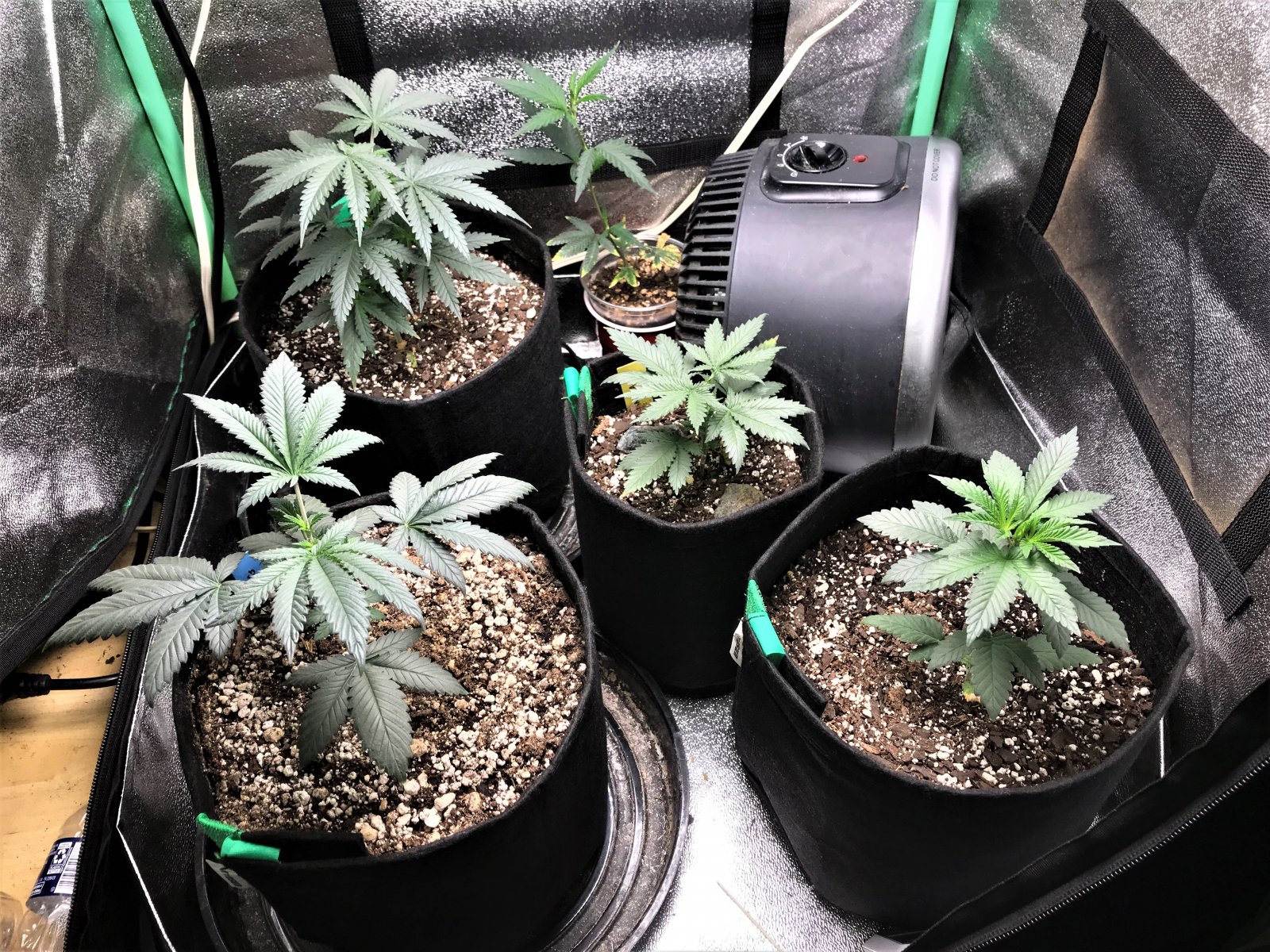 Freebie + 1 Grow 10-1-21 Day24.jpg