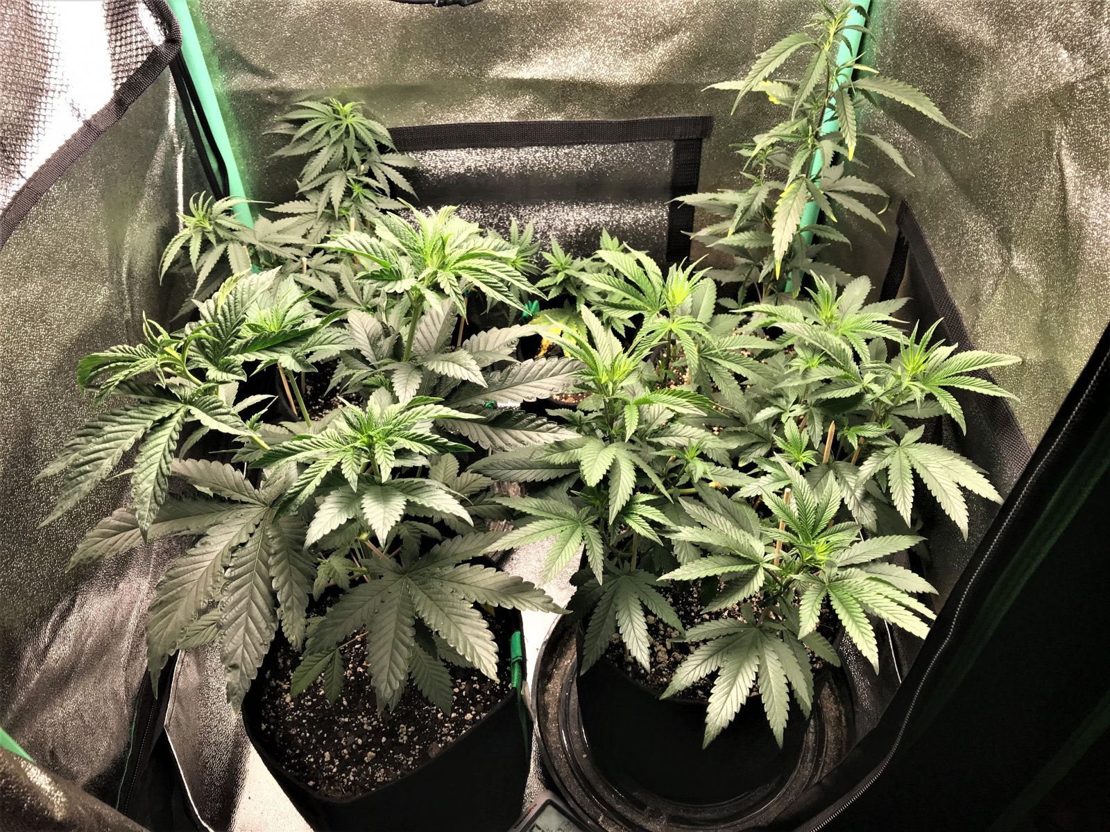 Freebie + 1 Grow 10-21-21 Day44.jpg