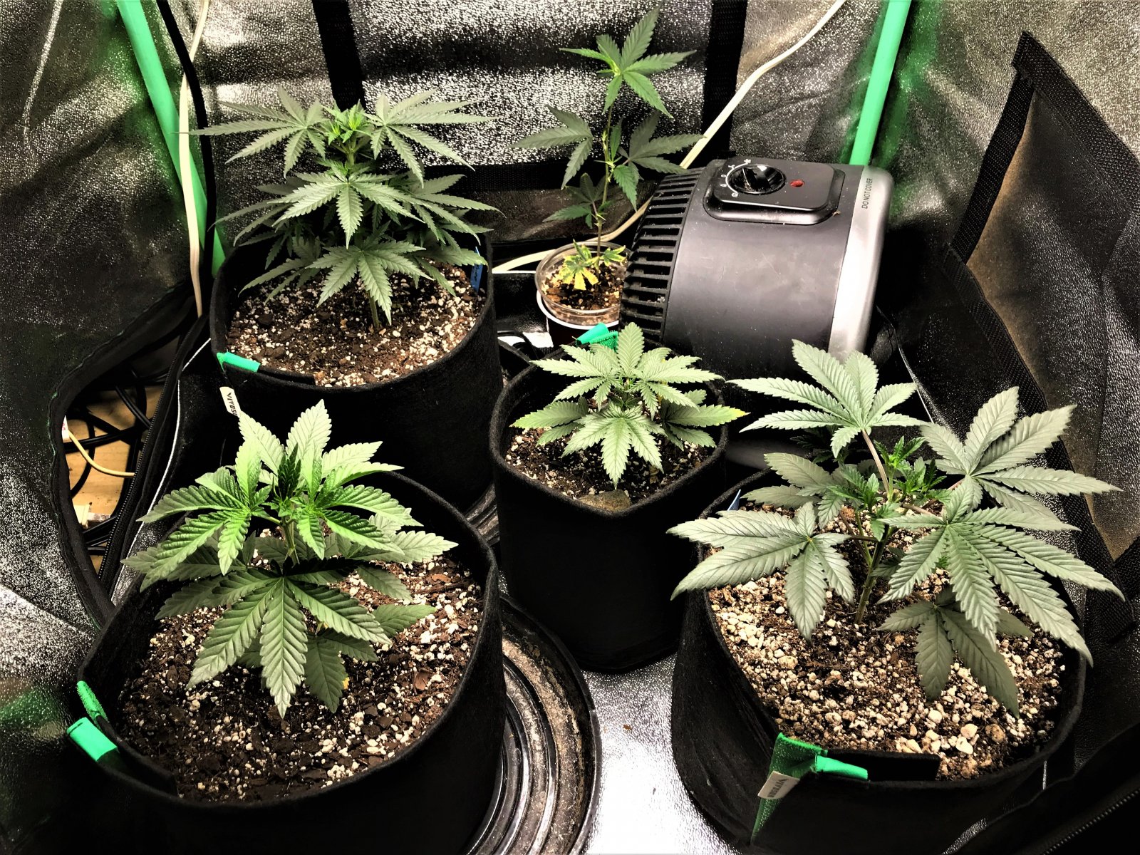 Freebie + 1 Grow 10-3-21 Day26.jpg