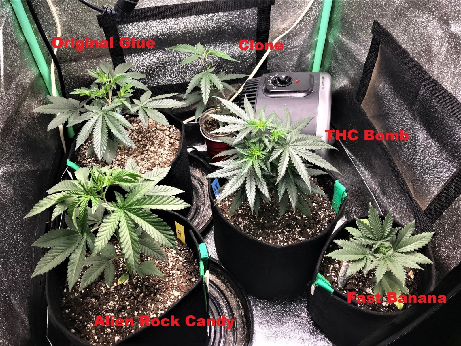 Freebie +1 Grow 10-5-21 Day28 labels.jpg