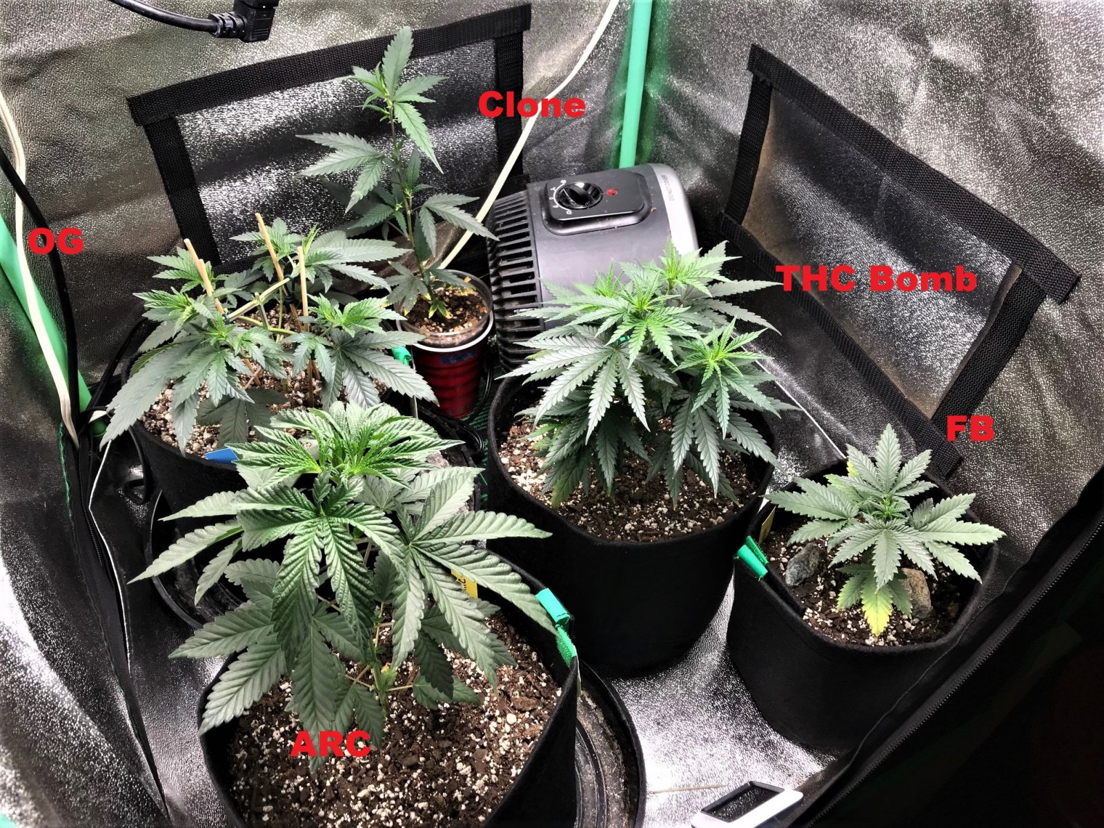 Freebie + 1 Grow 10-7-21 Day30 labels.jpg