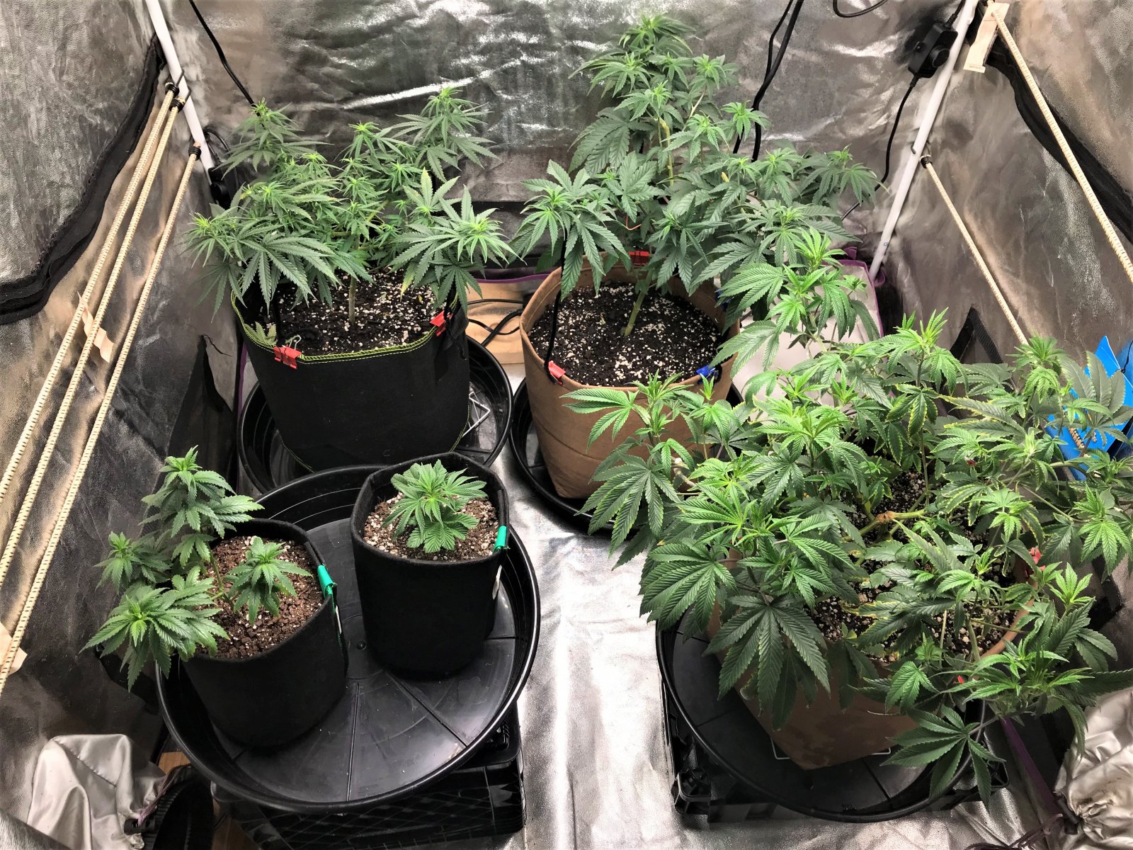 Freebie + 1 Grow 11-5-21 D58.jpg