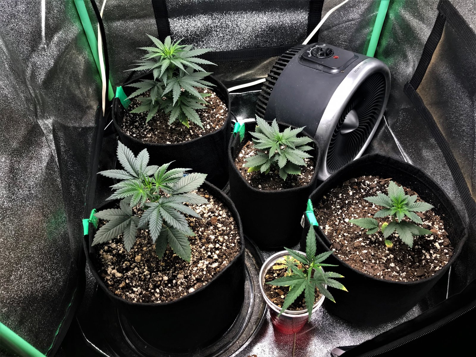 Freebie + 1 grow 9-27-21 evening.jpg