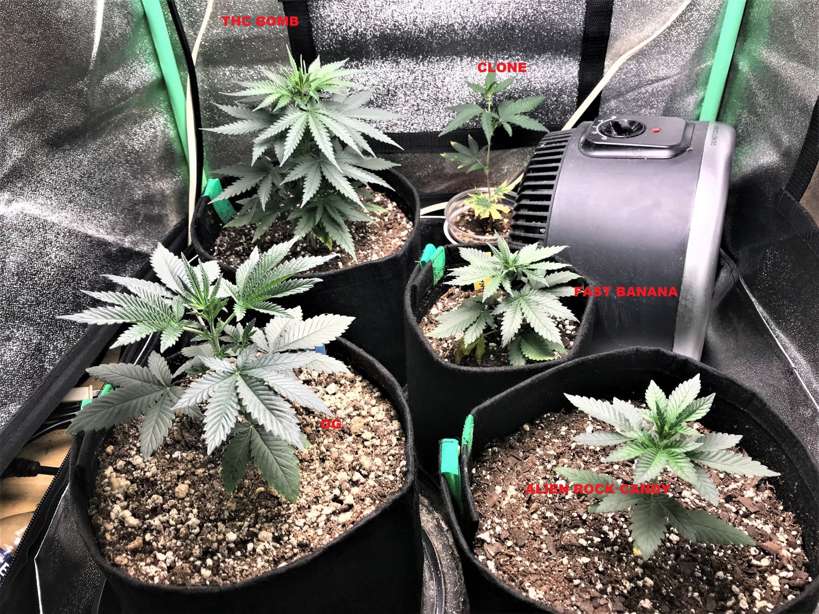 Freebie + 1 Grow 9-29-21 Day22 labeled.jpg