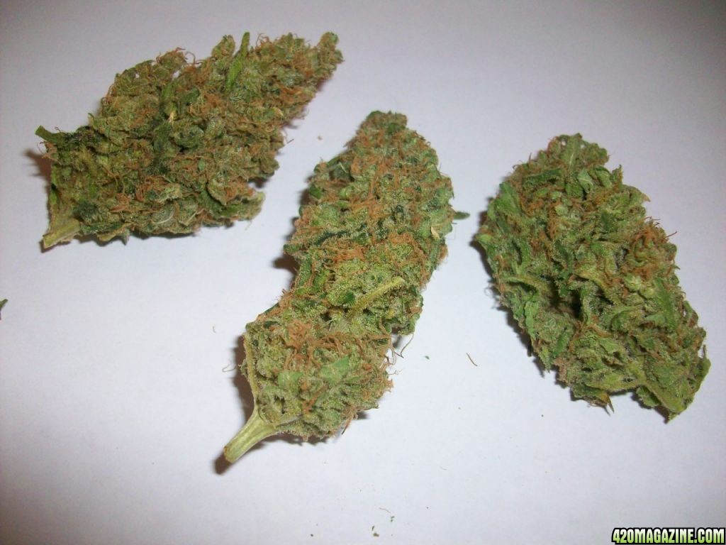 Freeze dried bud