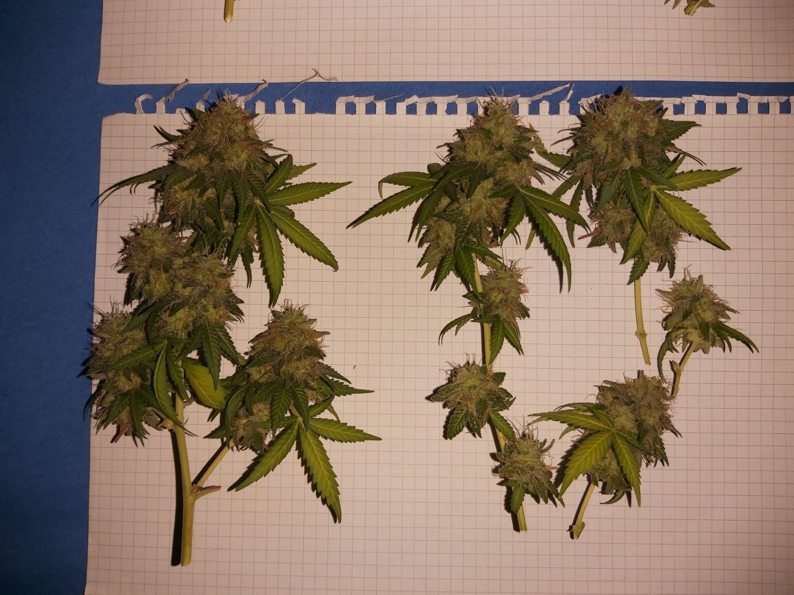 Fresh buds 3.jpg