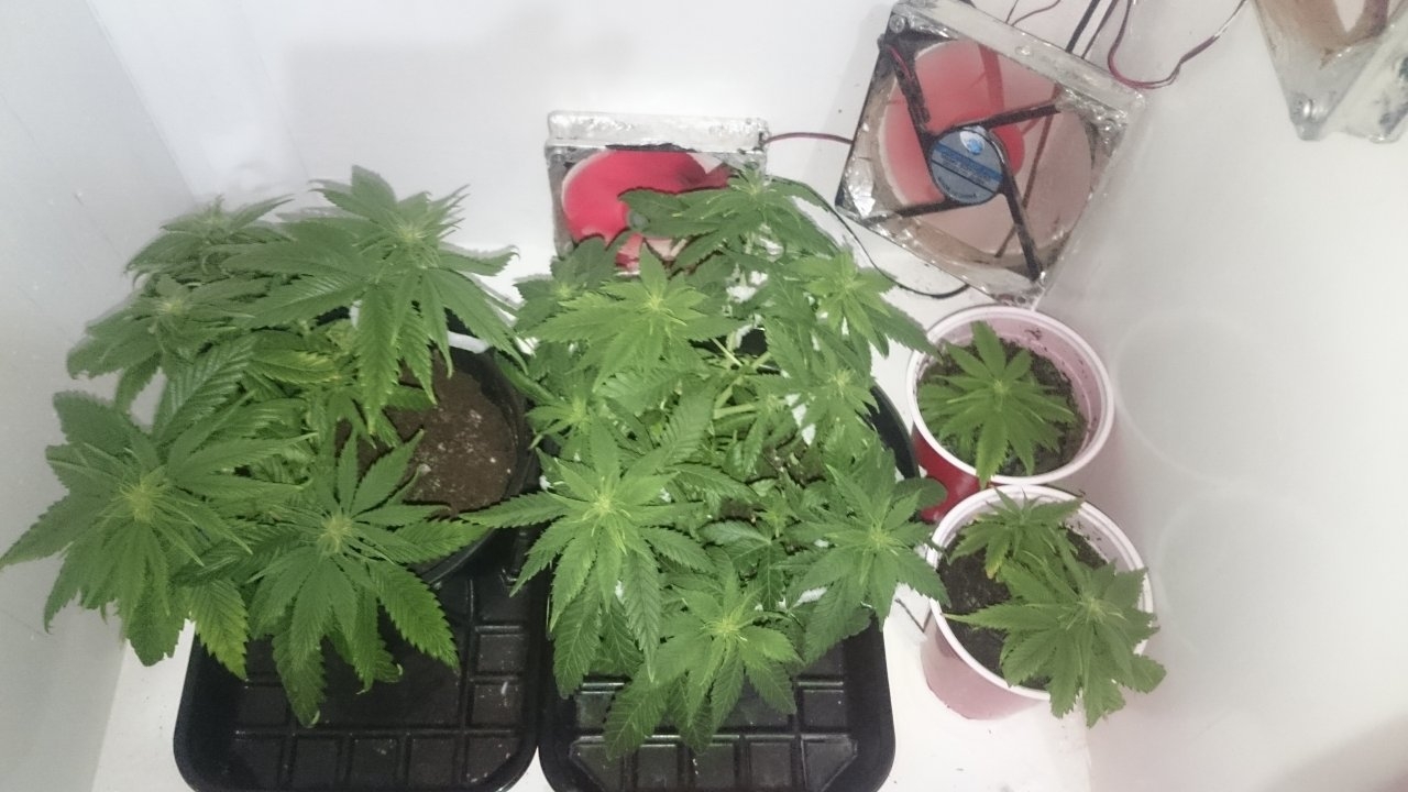 Fresh Candy bouncing back from LST