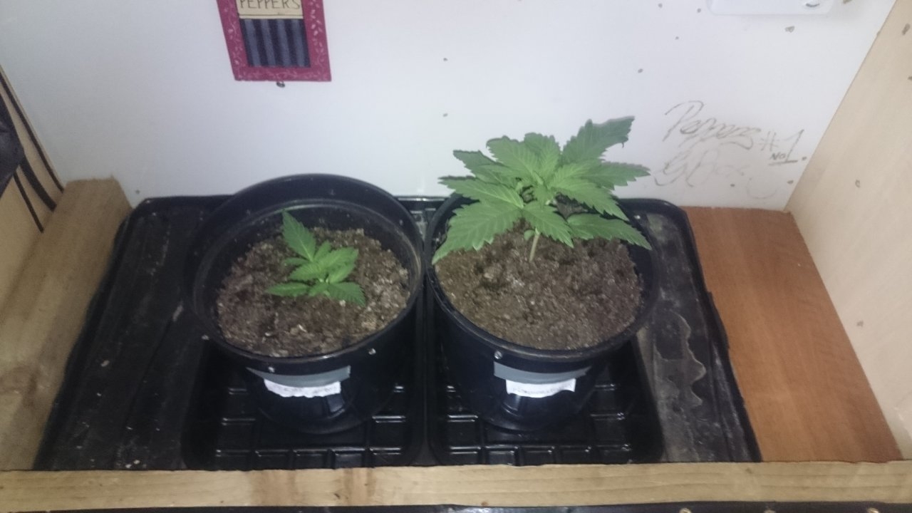 Fresh Candy left and Northernlights right