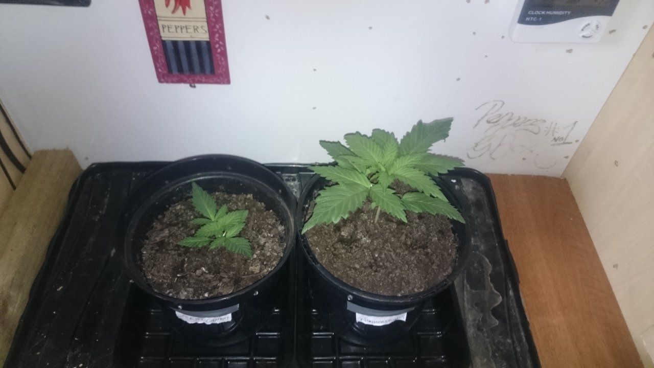 Fresh Candy left and Northernlights right