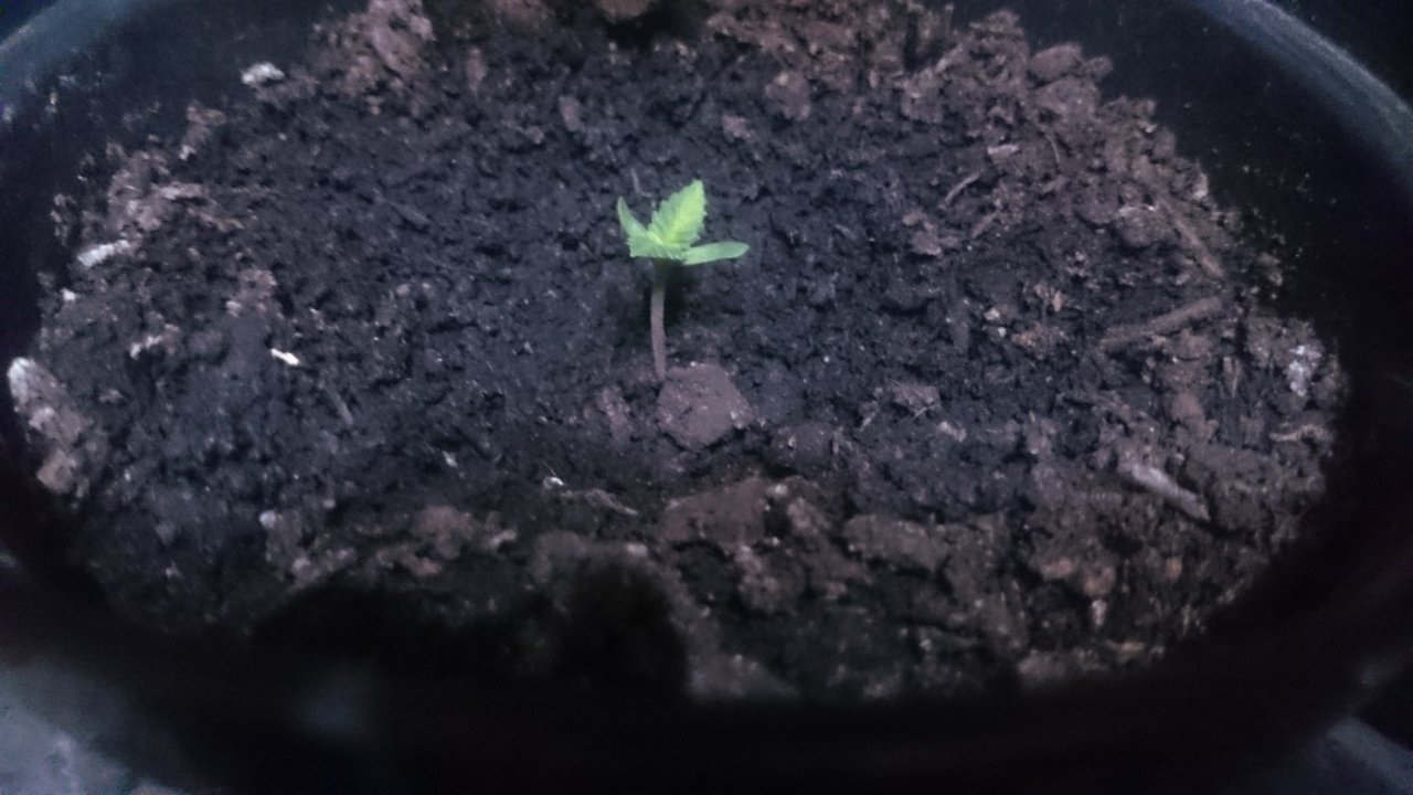 Fresh Candy seedling