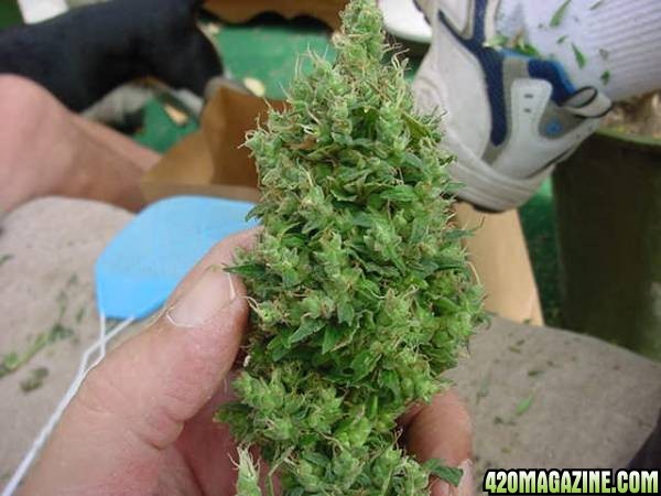 Fresh Picked buds