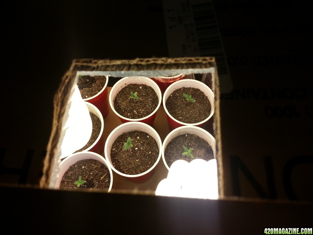 Fresh seedlings