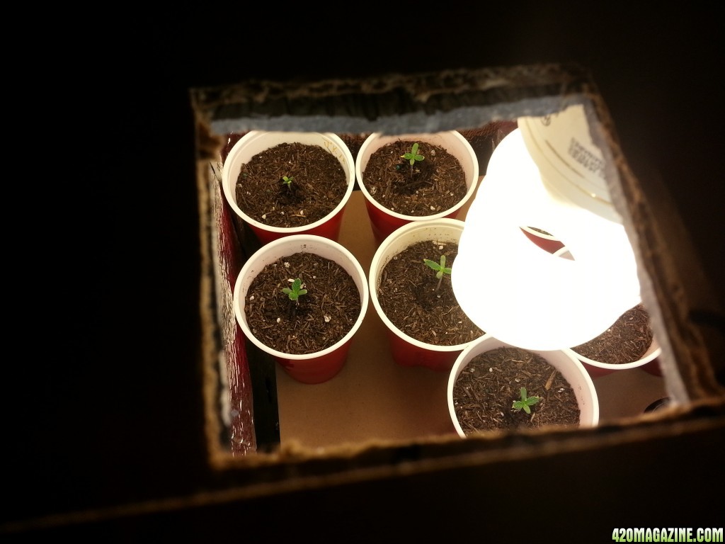 Fresh seedlings