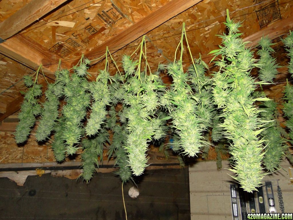 Freshly_Harvested_G_D_P_x_Green_Crack_Colas