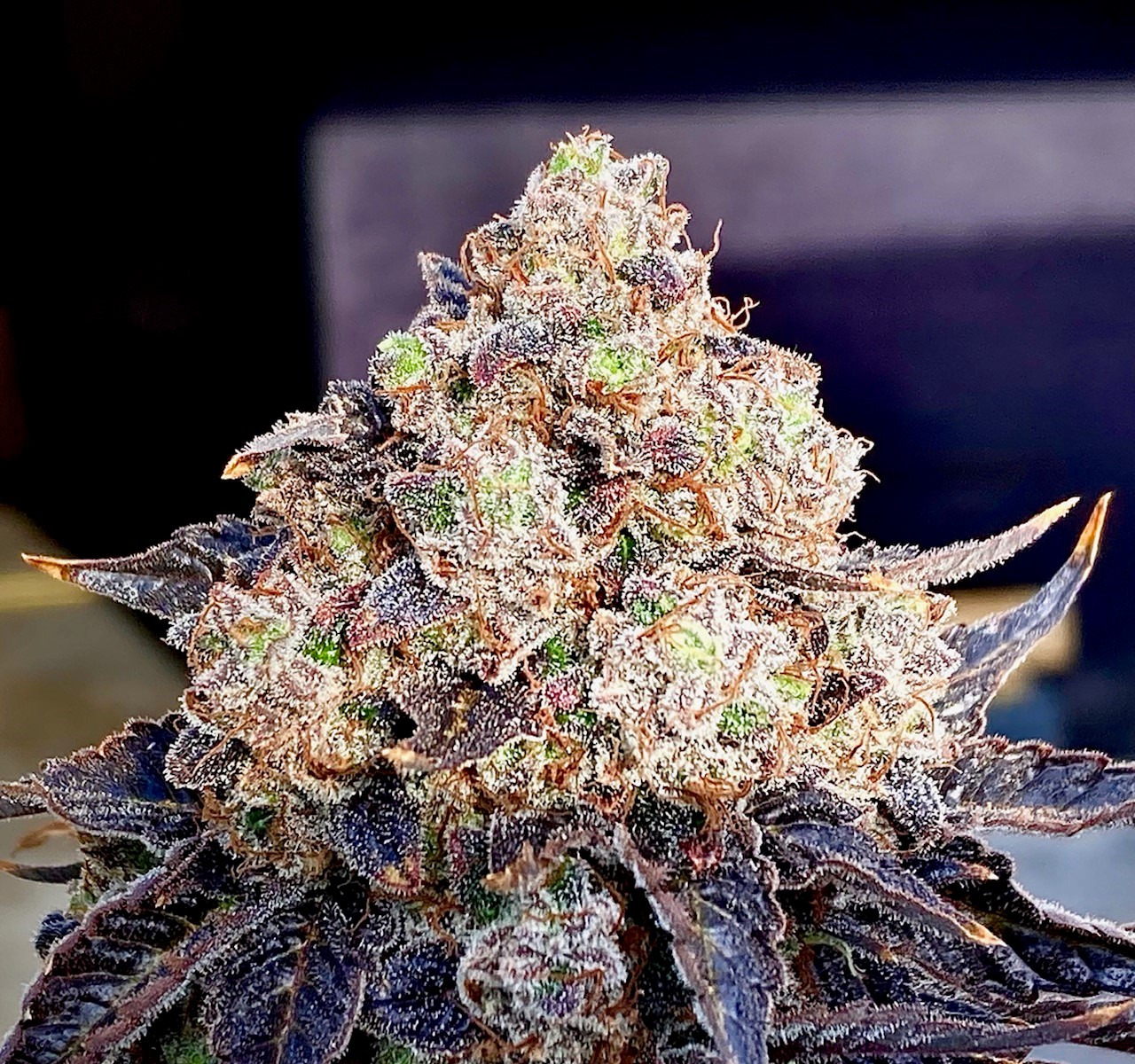 Friday bud porn picture.jpg