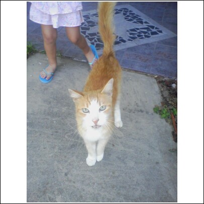 Friendly Outside Kitty