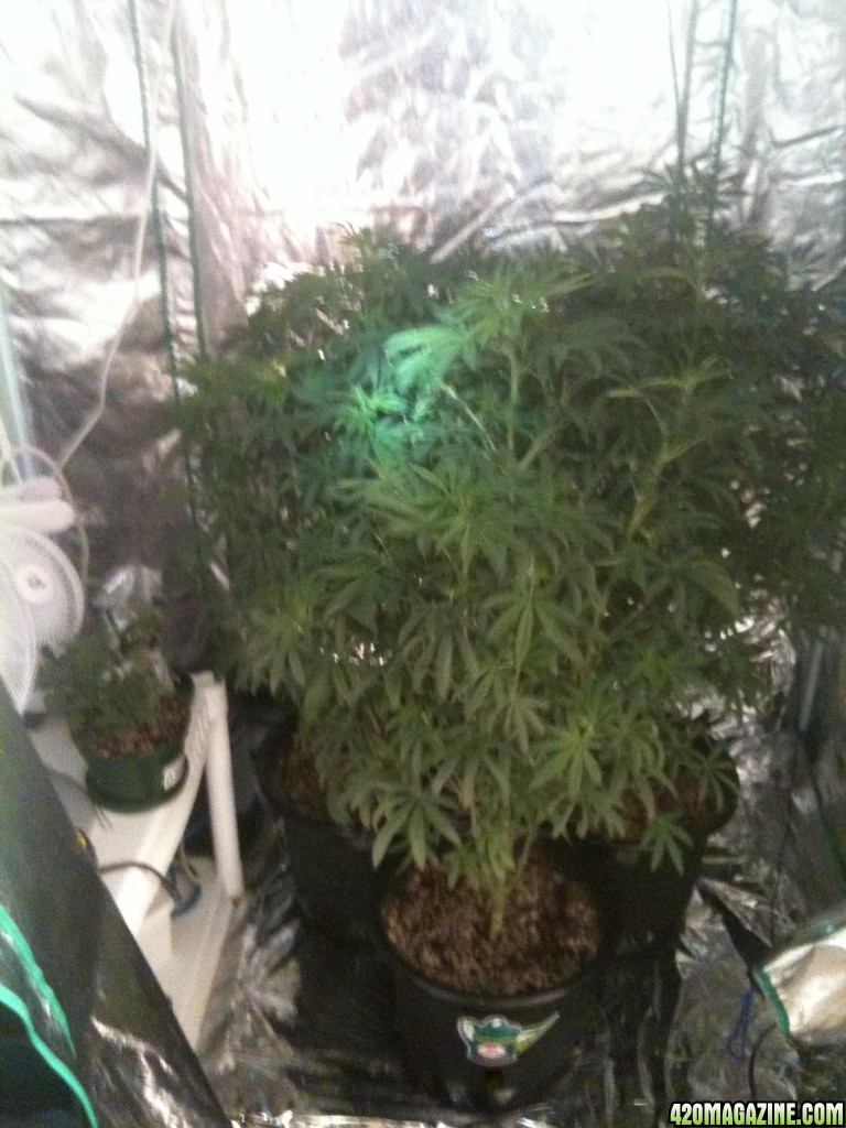 Frist real grow