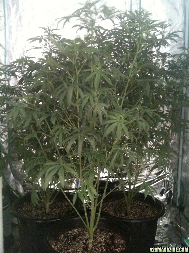 Frist real grow