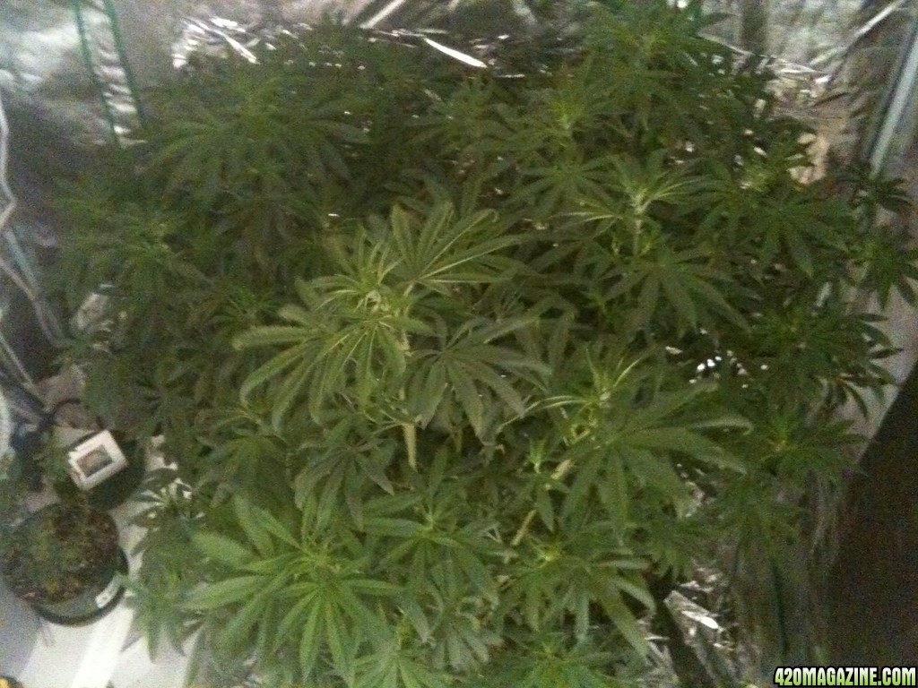 Frist real grow