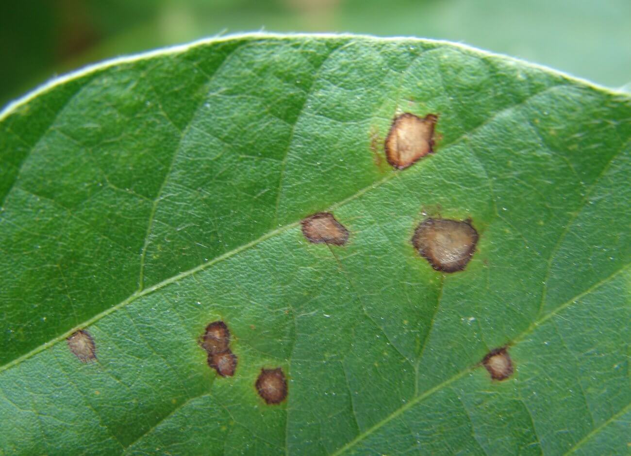 Frogeye-leaf-spot-Tristan-Mueller-3-1300x940.jpg