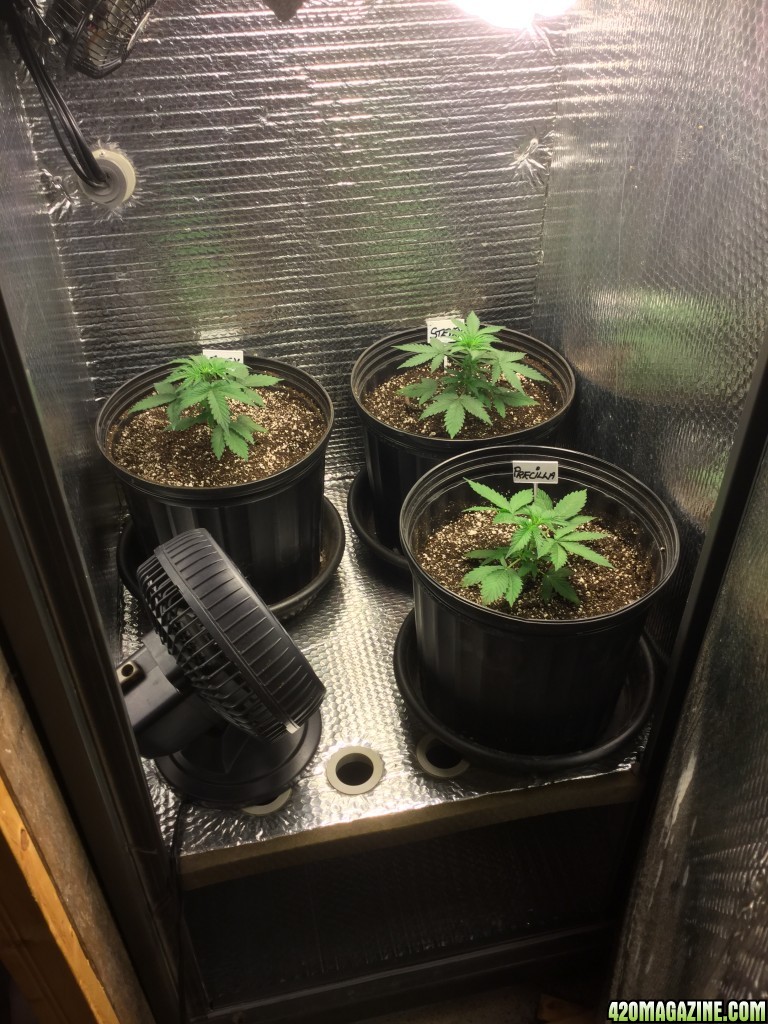 From a 2x2 Cabinet w/200 watt CFL to a 4x4 FusionHut w/900 watt Mars Hydro 