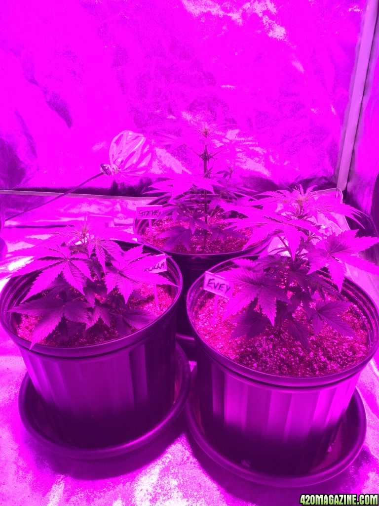 From A Cabinet w/200 Watt CFL To A 4x4 Fusion Hut w/900 Watt Mars Hydro II 