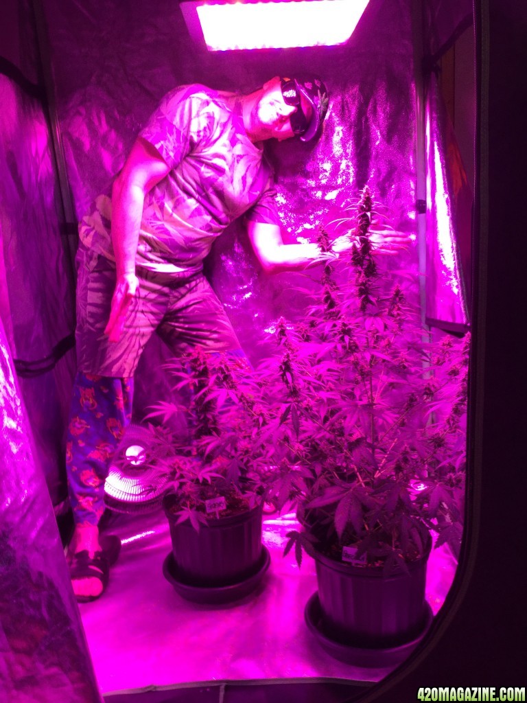 From A Cabinet w/200 Watt CFL To A 4x4 Fusion Hut w/900 Watt Mars Hydro II 